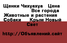 Щенки Чихуахуа › Цена ­ 12000-15000 - Все города Животные и растения » Собаки   . Крым,Новый Свет